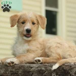 Jasmine, Labradoodle Puppy